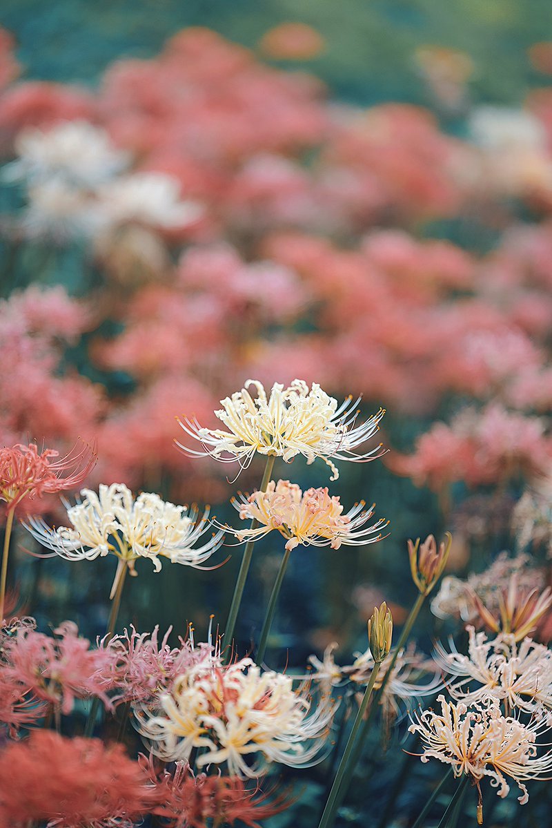 fujifilm_xt's tweet photo. https://t.co/EYtNEx2m6j