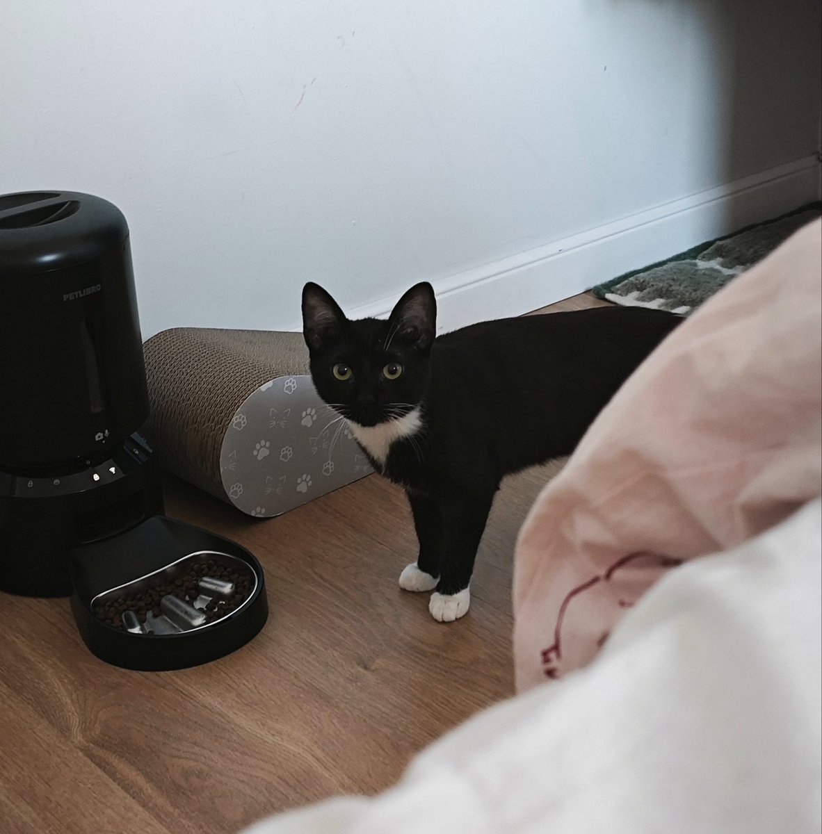 lienuu's tweet photo. first photo of the tiny tuxedo / latest photo of my handsome little man https://t.co/roWnAaBzgp
