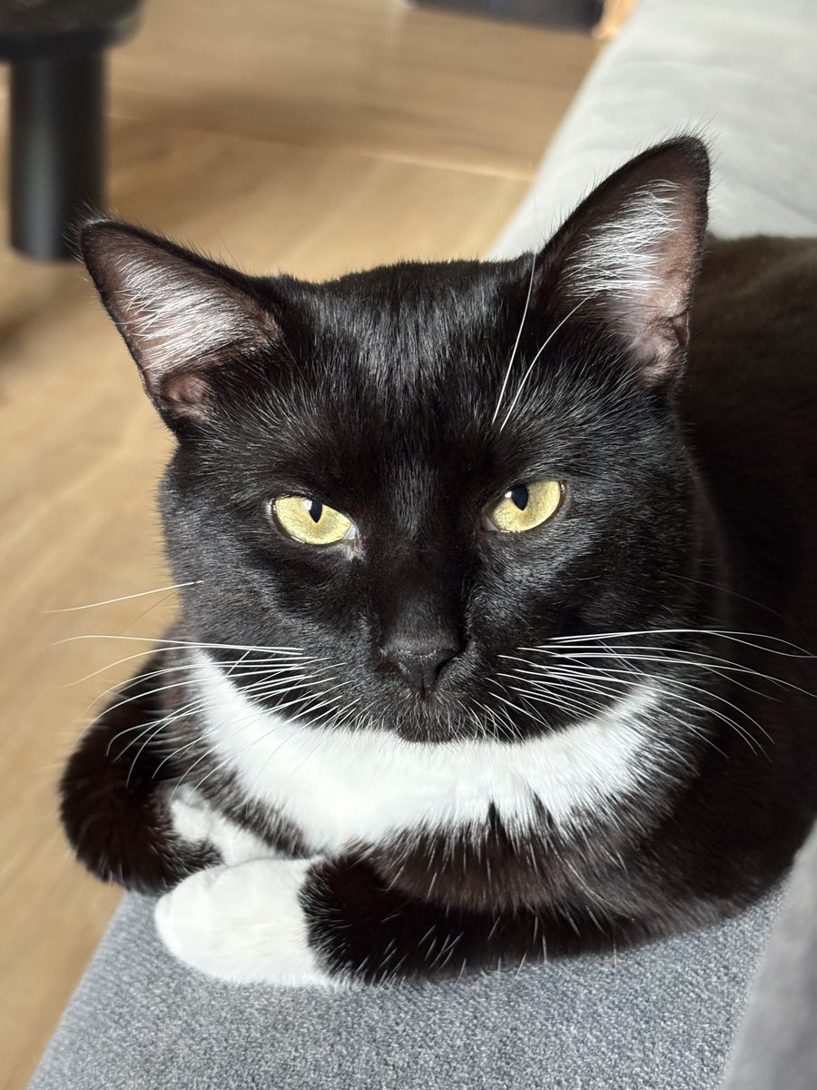 lienuu's tweet photo. first photo of the tiny tuxedo / latest photo of my handsome little man https://t.co/roWnAaBzgp