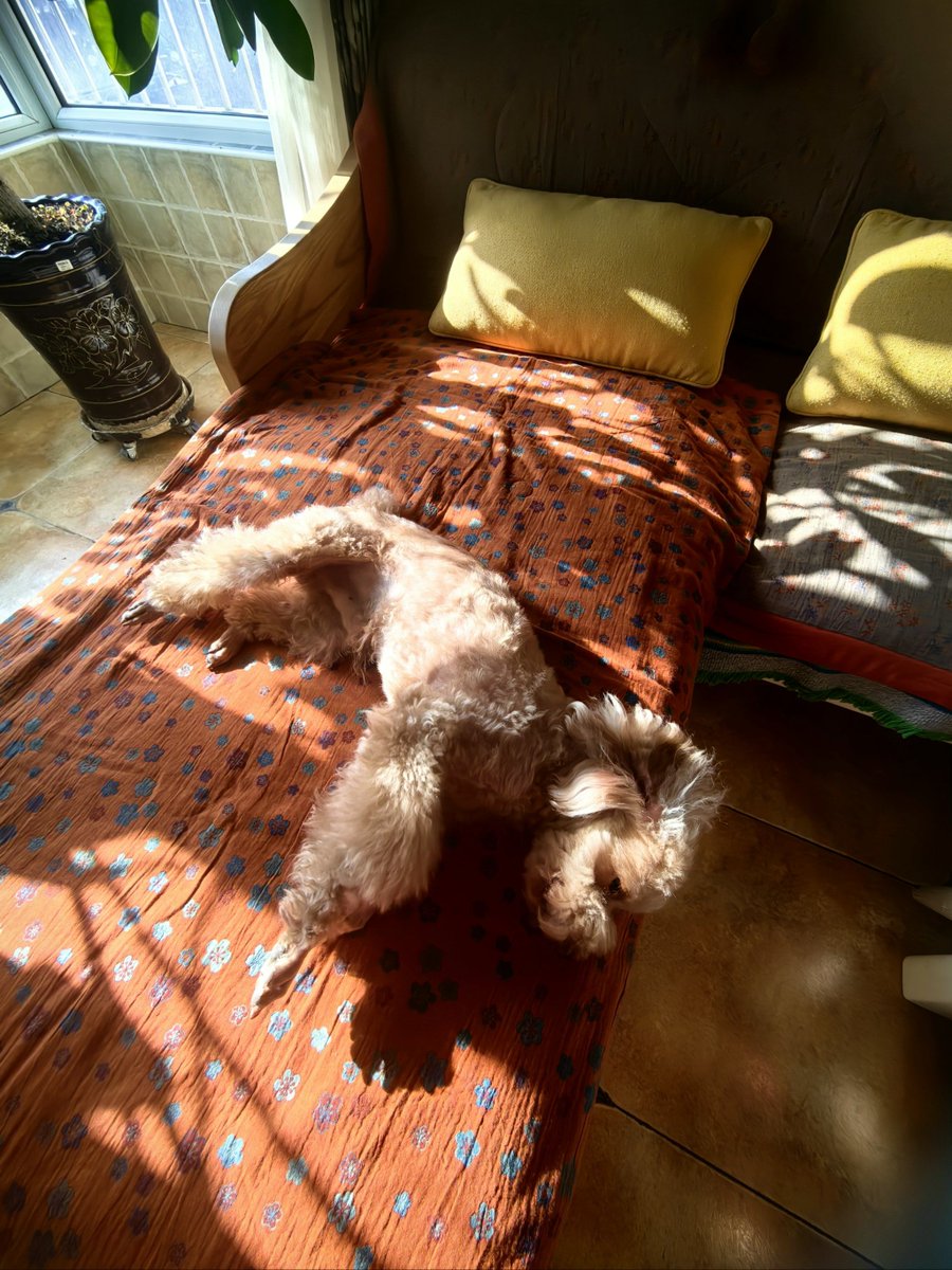 snowq088637's tweet photo. My pup’s silly zoomies + cozy snuggles make every ordinary day feel like a celebration https://t.co/TE3HQ8WEOv