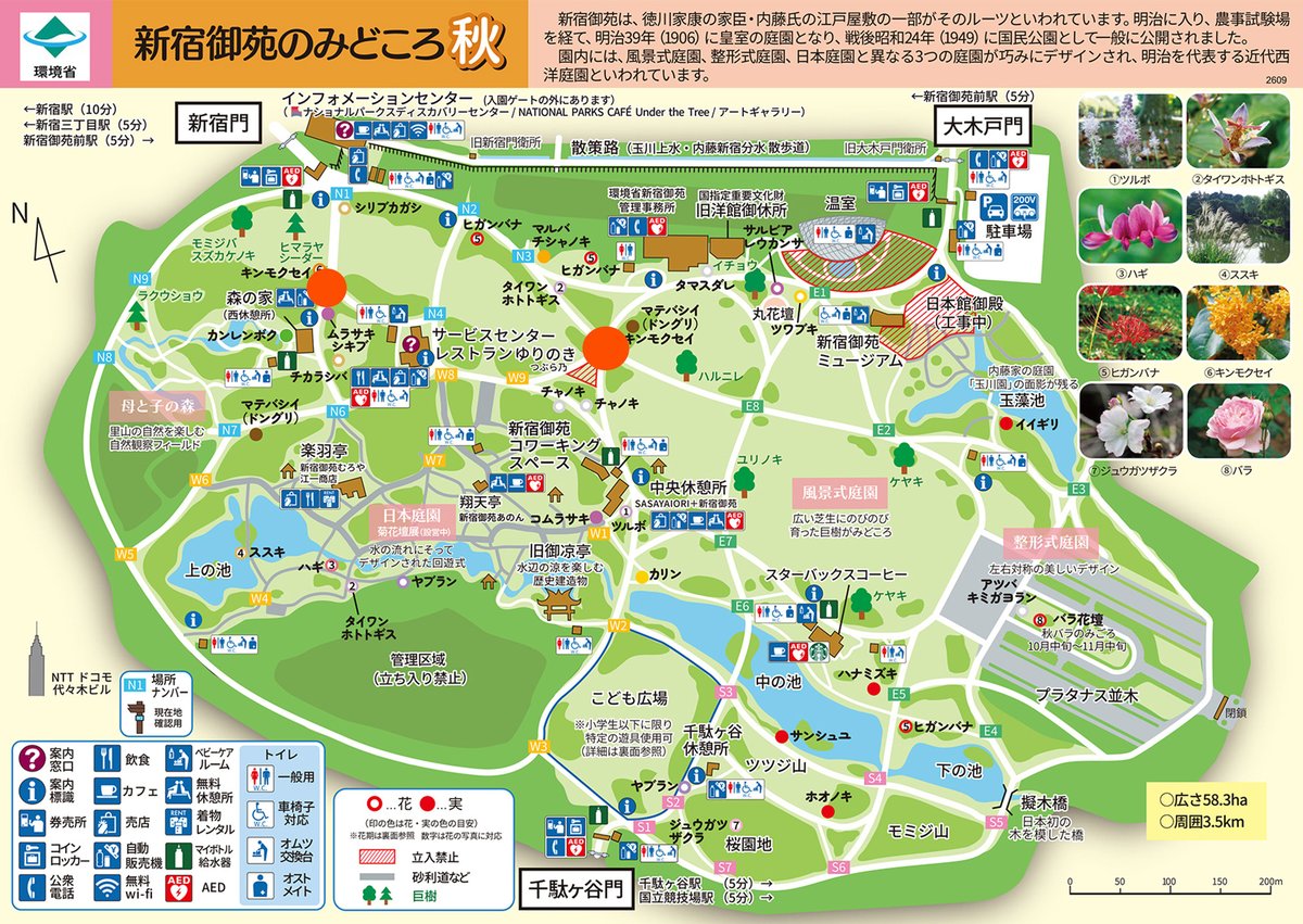 SG_info_kyokai's tweet photo. 9/15からの続報です！#キンモクセイ と #ギンモクセイ が揃って咲き始めました。風向きによっては、入園されてすぐに香りを感じるかもしれません🤗おすすめの場所はキンモクセイの大木がある新宿門近くと、金銀揃って数本ずつある管理事務所近く。
#秋の香り に包まれながらお寛ぎください。
#新宿御苑 https://t.co/Ig2p3QEvlt