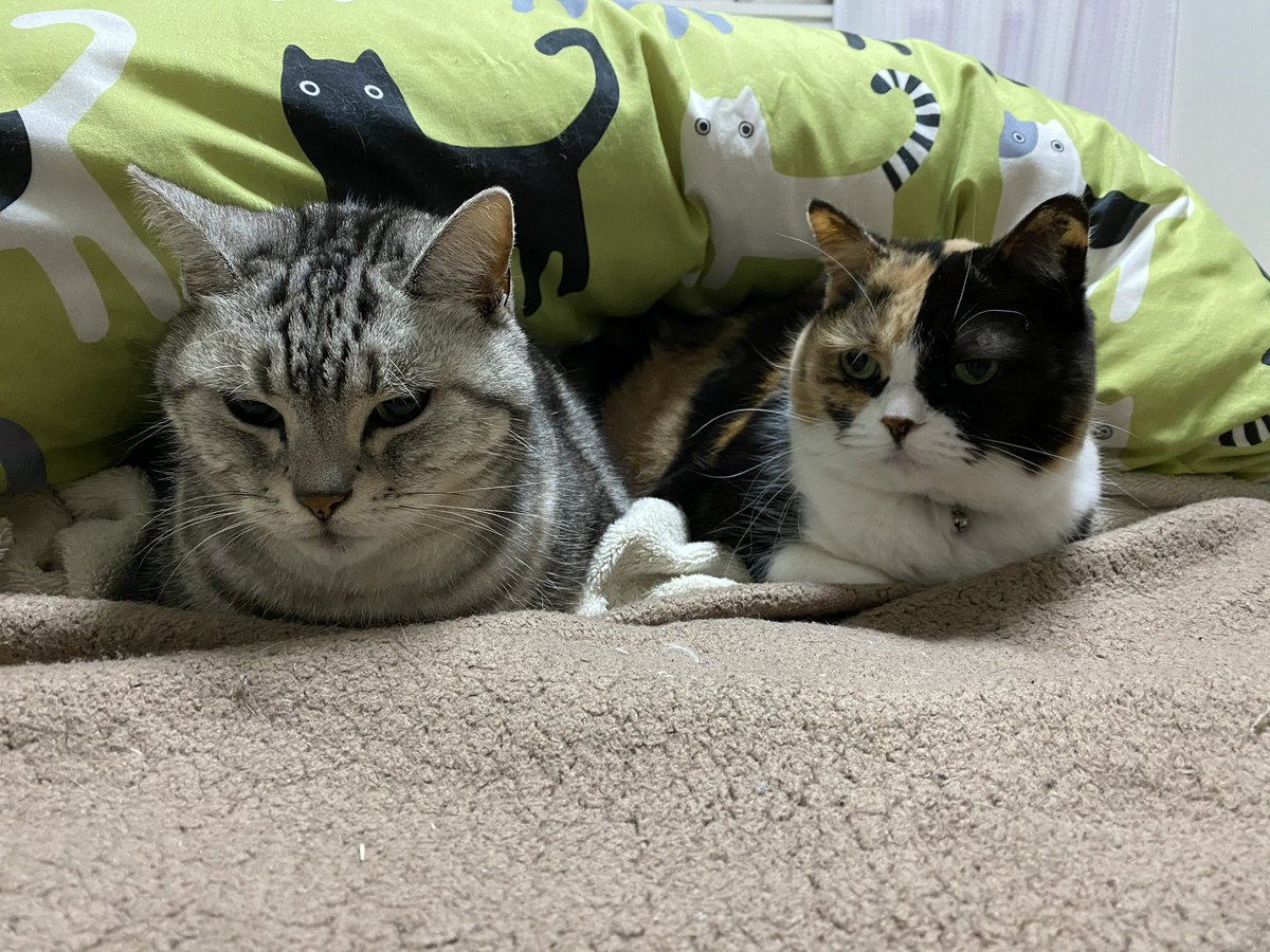 anponz_cat's tweet photo. @HaruNatsuMaMa25 ありがとうございます。天国で再会してほしいと心から願ってます。 https://t.co/PYadEEOQti