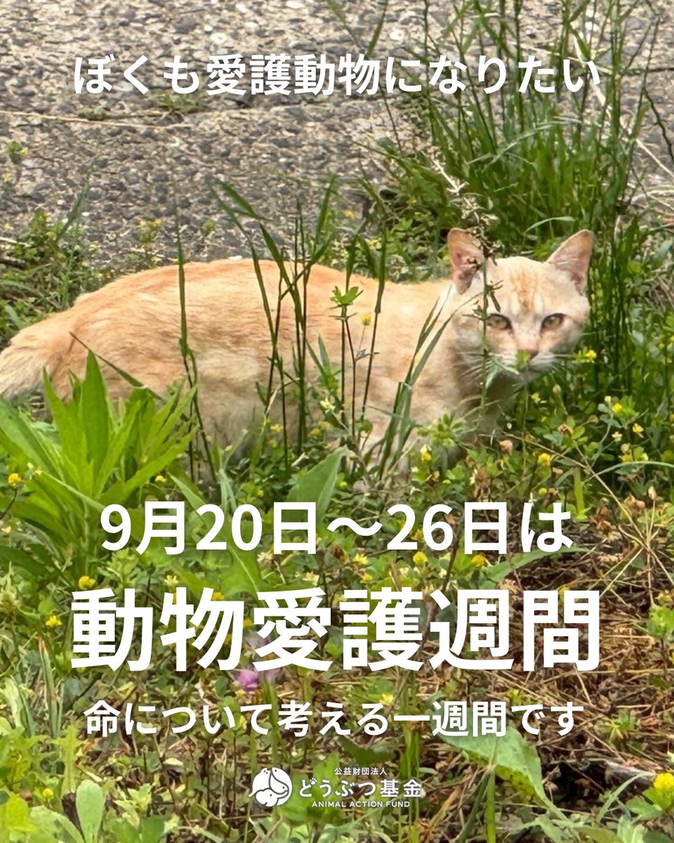 Doubutukikin's tweet photo. 【9/20～26は動物愛護週間です】

9月20日〜26日は、動物愛護週間
すべての命を大切にすることを、あらためて考える1週間です。

でも
🐈「ぼくも、愛護動物になりたいな」
🐶「ぼくも、おなじ命だよ」

そうつぶやく猫と犬がいます。

飼い猫も、地域猫も、野良猫も。
飼い犬も、迷子の犬も。
みんな「愛護動物」として、法律に守られています。

けれど「ノネコ」「ノイヌ」と呼ばれる子たちは、
今、狩猟の対象にもされているのです。

外見だけで、飼い猫・地域猫・ノネコを、
飼い犬・迷い犬・ノイヌを、
はっきり見分ける基準はありません。

同じ姿、同じ命なのに、呼び名ひとつで扱いが変わってしまう。

さらに、外来種対策をめぐっても、
一度は「イエネコ（野良猫も含む）」まで
「防除推進外来種」に加える案が出されました。

どうぶつ基金も、みなさまからの多くの署名とともに
反対の声を届け、その案は見直されました。

けれど「ノネコ」は今も対象とされたまま。
外見で見分けられない以上、
身近な猫たちが巻き込まれかねません。

━━━━━━━━━━

「ぼくも、愛護動物になりたい」

その小さな願いは、
けっしてわがままではないはずです。

動物愛護週間のいま、
すべての猫と犬が、ただ「命」として守られる社会を、
一緒に願っていただけたら嬉しいです🐾

━━━━━━━━━━

どうぶつ基金は、環境省・環境大臣に対して
声を届け続けています。
あなたの署名が、大きな力になります✍️

▶ イエネコ（ノネコも）を「防除推進外来種」にしないよう、環境大臣に求めます
https://t.co/A8yTSLjWwc

▶ 猫や犬の殺害犯罪をなくすため、ノネコ・ノイヌを狩猟鳥獣から削除してください
https://t.co/UfeBfqG1HI

ー・ー・ー・ー・ー・ー・ー・ー・ー・ー・ー・ー

命を守る活動へのご支援をお願いします
https://t.co/j1mcrKKRx7

ー・ー・ー・ー・ー・ー・ー・ー・ー・ー・ー・ー

#どうぶつ基金 #動物愛護週間 #さくらねこ #ノネコ #ノイヌ #防除推進外来種