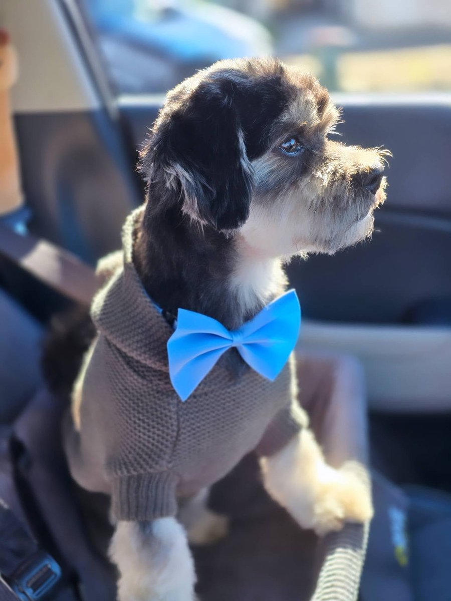 SomerMelusjs's tweet photo. Groomed. https://t.co/xMvXfbiQqf