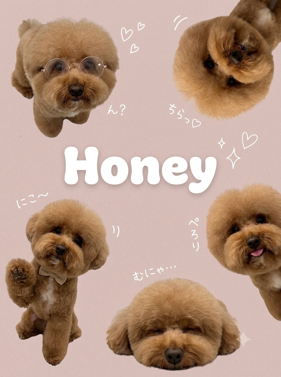 the_cavapoo tweet picture