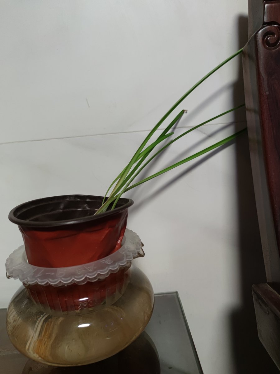 lottw899968's tweet photo. My desk plant just outperformed me this week—bloomed twice while I missed 2 deadlines for coffee runs. RIP to my "adulting" streak, long live plant flexes.， https://t.co/pFzMi5D3VO