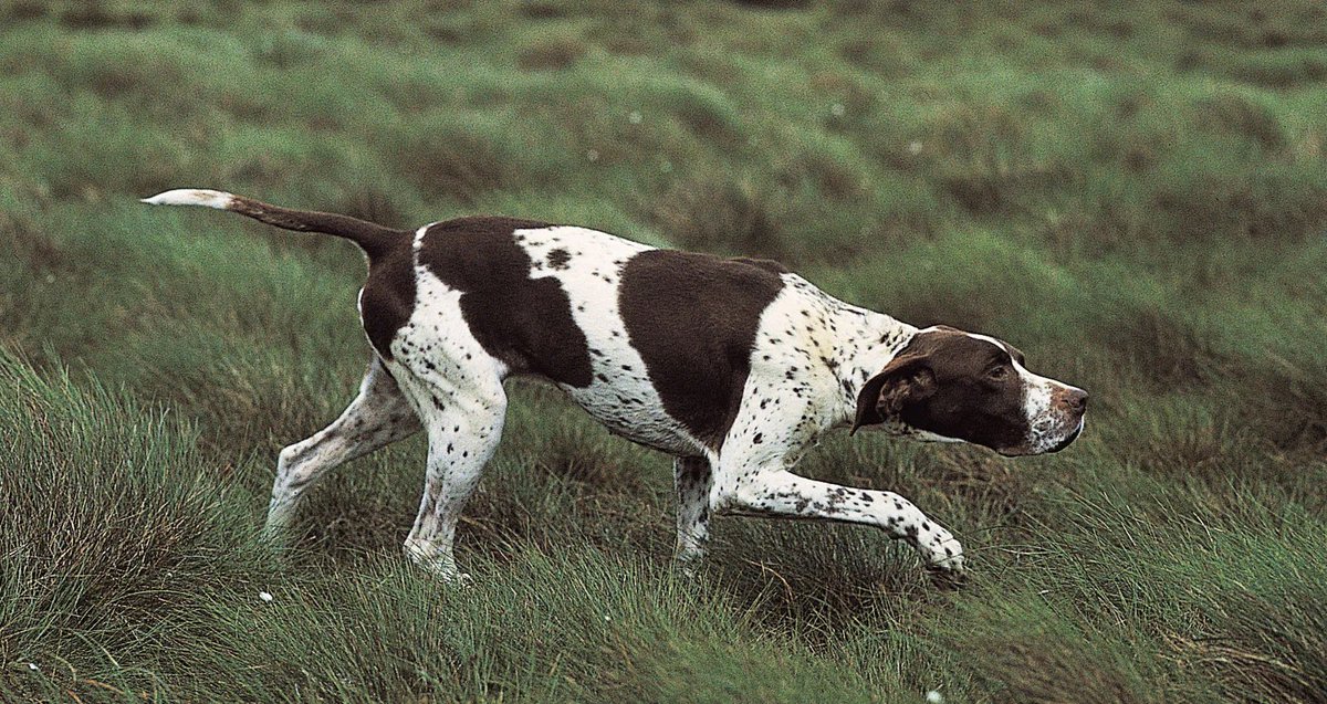 Tendiemonger's tweet photo. boy do I have a dog breed for you https://t.co/r2woXeibMI