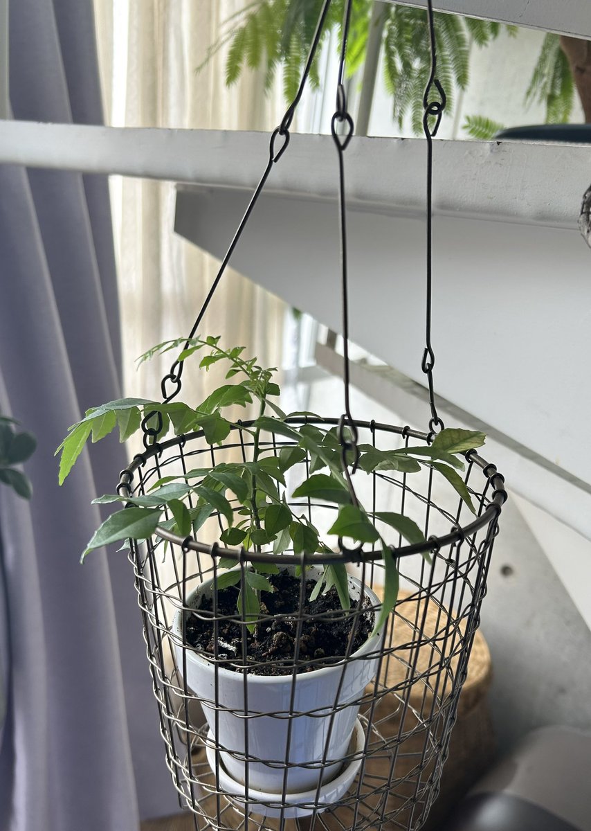 tamao_world's tweet photo. 2025年に頂いた、我が家のカレーリーフのビフォーアフター🌿
猫にいたずらされないよう、吊り下げて大事に育てています。
そろそろ鉢も替えてあげないと。 https://t.co/sQTu98ozAy