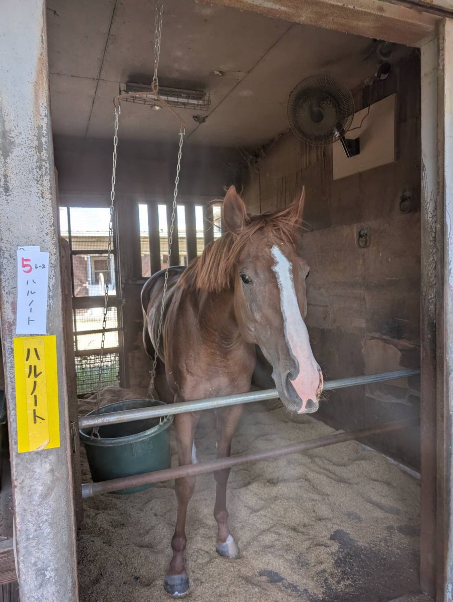muramuraumauma's tweet photo. まもなく名古屋5Rにハルノートが出走しますが…奇しくも牧場で静養中のヴァンデ���ヴェールとさきほど会ってきました✨

同期のよしみで応援するぶ…と言っていましたのでお知らせします📣

#ハルノート
#出久
#ヴァンディヴェール
#吹雪
#リアルダビスタ https://t.co/LRzWfzLcJn