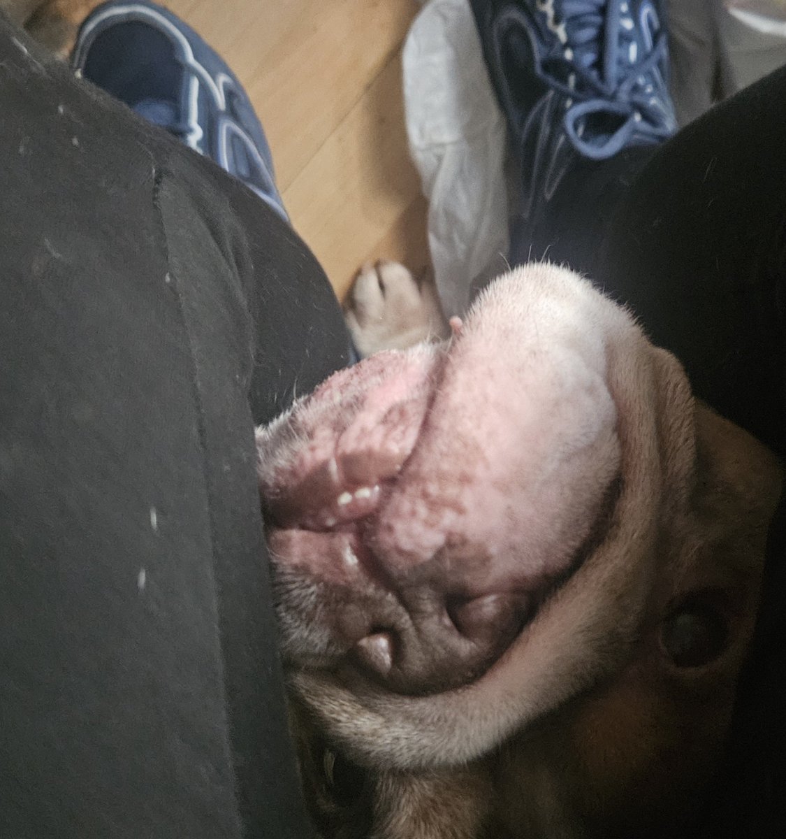 Oerhsatan's tweet photo. We don't deserve dogs https://t.co/Z7NezVgGgJ