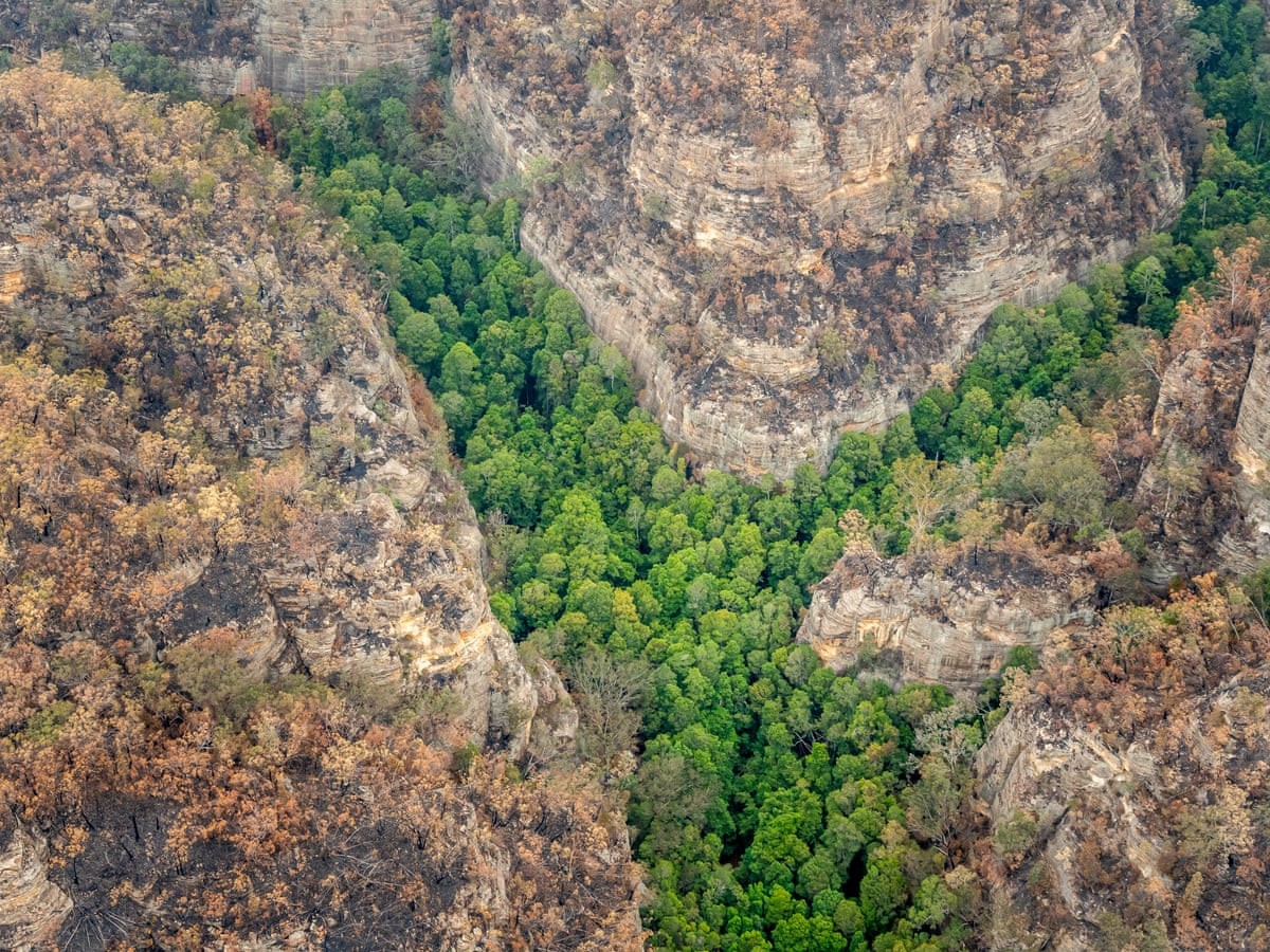 theiaincameron's tweet photo. In 1994, an Australian park ranger abseiled into a remote sandstone gorge near Sydney and found a tree he didn't recognise.

Astonishingly, it belonged to a genus thought to have vanished from the landscape literally millions of years ago: the Wollemi pine.

1/n https://t.co/MCLpv1f7xI