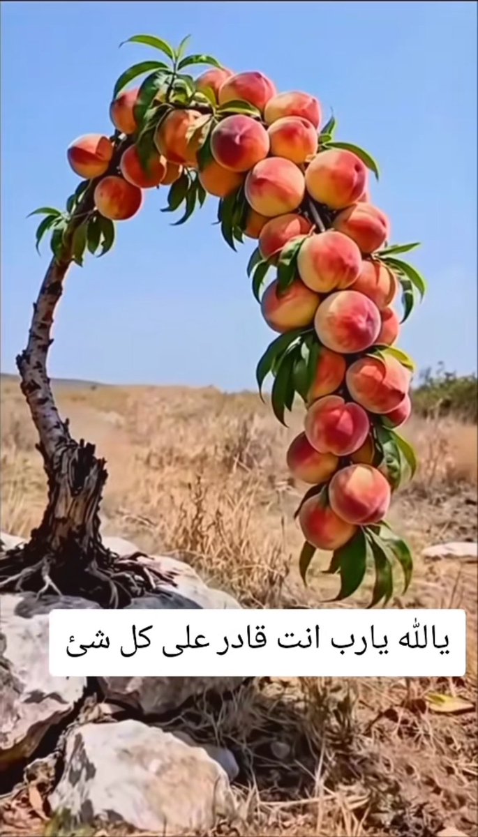 MAhanfouf's tweet photo. @greenvibe حب الطبيعة الحق يتمثل في المؤمنين الذين يرون وجه الله في هذه الطبيعة، ويرون فيها قرآنه الصامت الدال على ألوهيته .بث الله الحياة في الأرض وأنشأ الزرع والشجر بألوان وطعوم مختلفة، فترى الأزهار تتفتح بأشكال مذهلة والثمار تتنوع في مذاقها. https://t.co/B56HSvPsOj