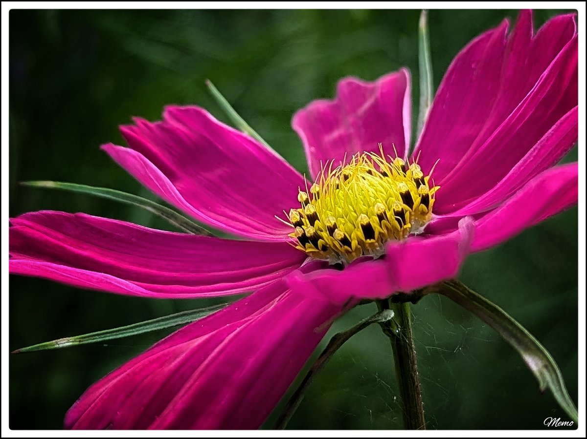 Memo_Barlow's tweet photo. ≪ Schönheit am Wegesrand ≫

Nahaufnahme der pinkfarbenen Blüte eines Schmuckkörbchens.

#photography #fotografie #foto #photo #postprocessed #myphoto #mywork #ownwork #nature #natur #umwelt https://t.co/InHrbIt2Ih