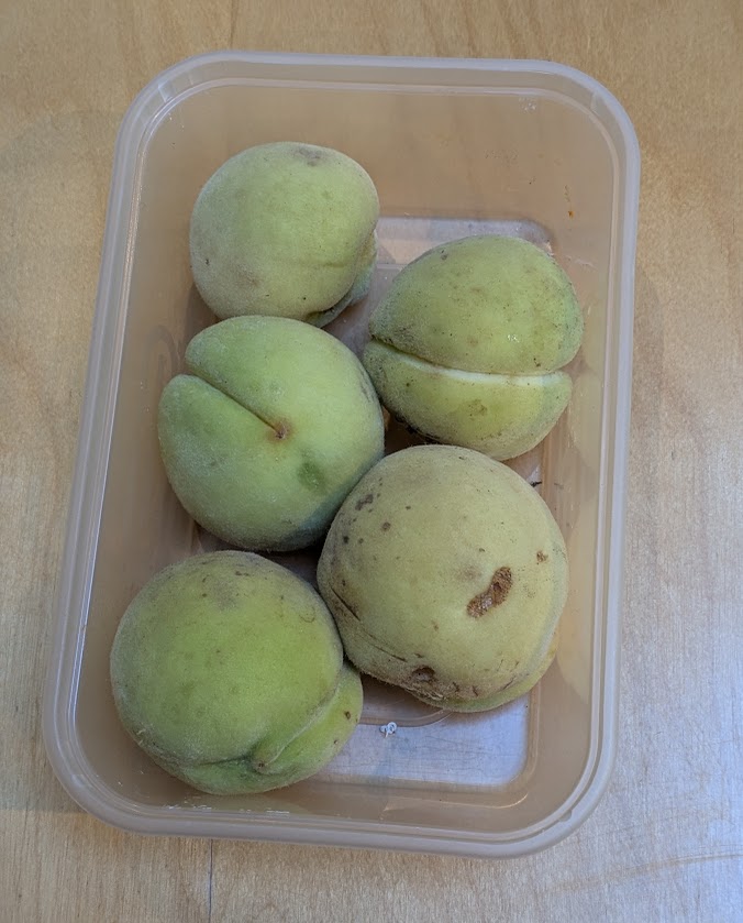 FrancesHardinge's tweet photo. These may be ugly and weird-looking, but for the first time ever I have edible peaches on my tree! (They're less green than they appear in the photo.)

There are more still on the tree, plus others that have been claimed by gravity and wildlife. https://t.co/tm6blecVTQ