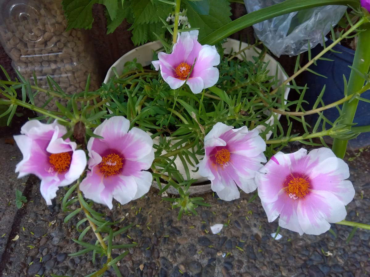 MakoVw3's tweet photo. 今日の花と空🌺🌤️
#花　#空　#千葉県千葉市 https://t.co/vpPC5mmIea