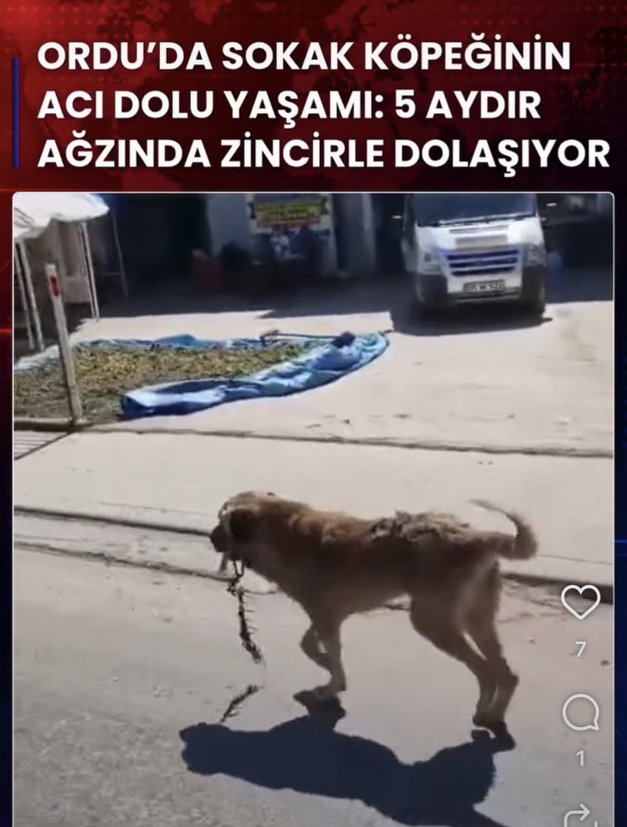 brave9159's tweet photo. Hiç mi bir tane insan yok bu kadar kalabalığın içinde? Tek bir insan çıkıp da bu hayvanın yaşadığı eziyeti görmüyor mu? Uzun zamandır ağzında zincirle dolaşıyor. Çektiği acıyı gördükçe insanın içi kaldırmıyor. Bu hayvan daha ne kadar böyle yaşayacak?

Nerede dernekler, nerede hayvanseverler? Bu paylaşımı gören biri artık “birisi ilgilenir” deyip geçmesin. Birileri bugün, şimdi harekete geçsin. Bölgedeyseniz gidin, yardım çağırın, güvenilir bir gönüllüye ulaşın; bu hayvanın zincirle daha fazla dolaşmasına izin vermeyin. Ama lütfen onu gelişigüzel bir belediyeye teslim edip daha büyük bir eziyetin içine atmayın. @orduiljandarma  ‼️ @BelovacSerap  @ProfDrYavuzKaya  @HayvanHTP  @ayfer_levent  @kochero    @muhsin_deveci  @HayvanDostu2027  @ss_biricikk 

@KaradenizFed @HaytapOrg @hayvanhaklari__ @haydarozkan06 Acilll👇👇 #HayvanlarıGörmezdenGelme