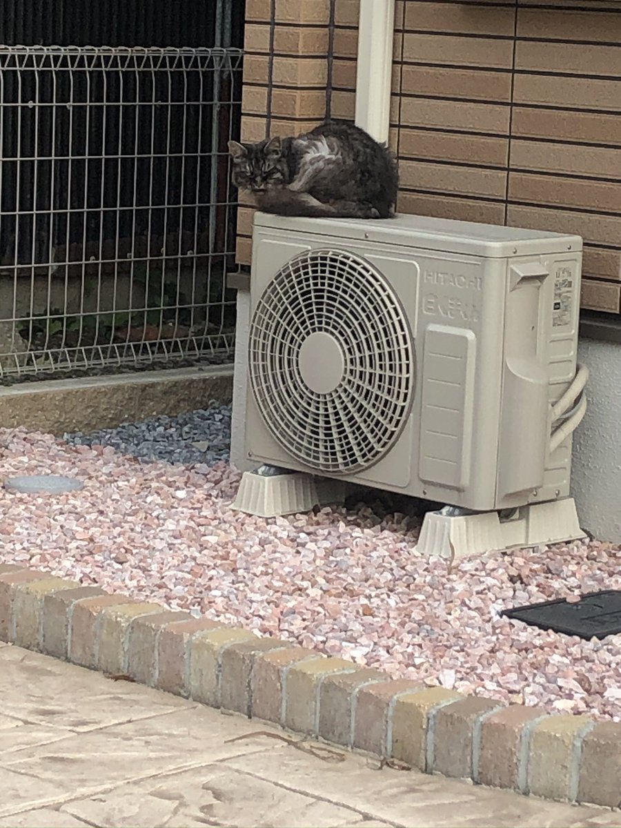 mashupgao's tweet photo. 家の前に突然やってきたボス猫みたいな風貌の子。体重が1.5kgしかなかった😭
いまはふくふくだし、ケータイ触ってると噛むし。かわいい。 https://t.co/Yrmm9JgP3f