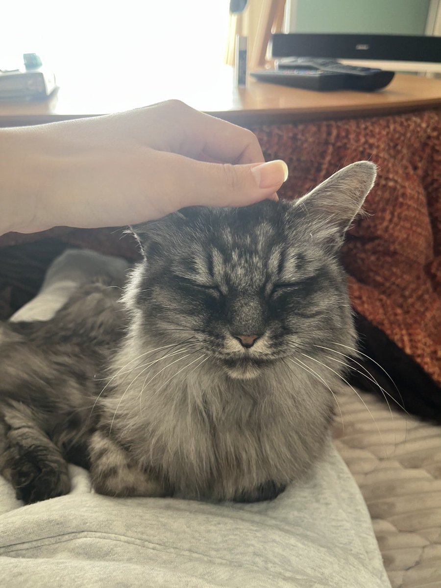 mashupgao's tweet photo. 家の前に突然やってきたボス猫みたいな風貌の子。体重が1.5kgしかなかった😭
いまはふくふくだし、ケータイ触ってると噛むし。かわいい。 https://t.co/Yrmm9JgP3f