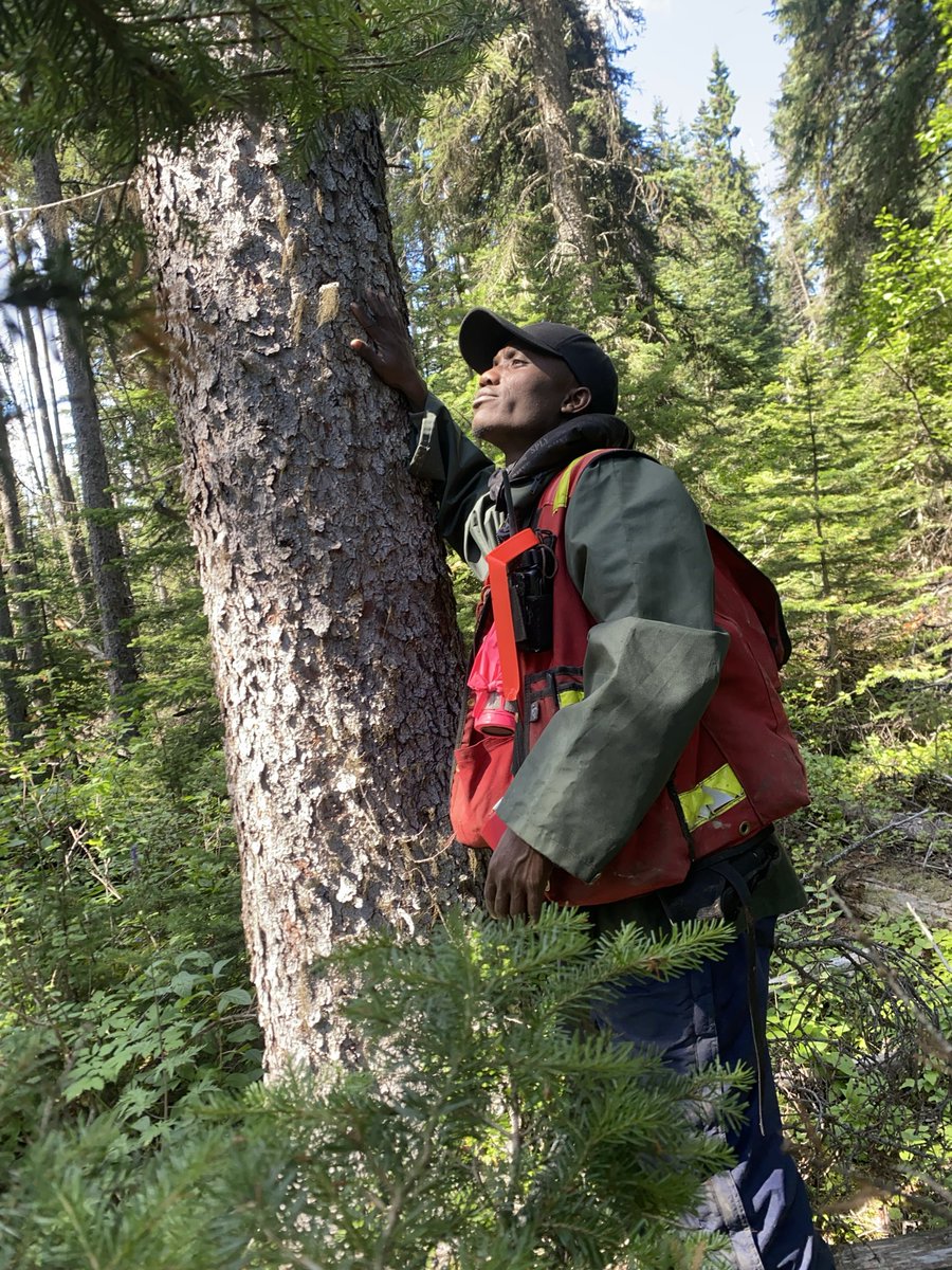 OW_Jolomi's tweet photo. If God had made us like trees in the forest, especially old-growth trees, we would have lived more than 300–400 years. These giant trees are amazing. https://t.co/9WIb2a2x56