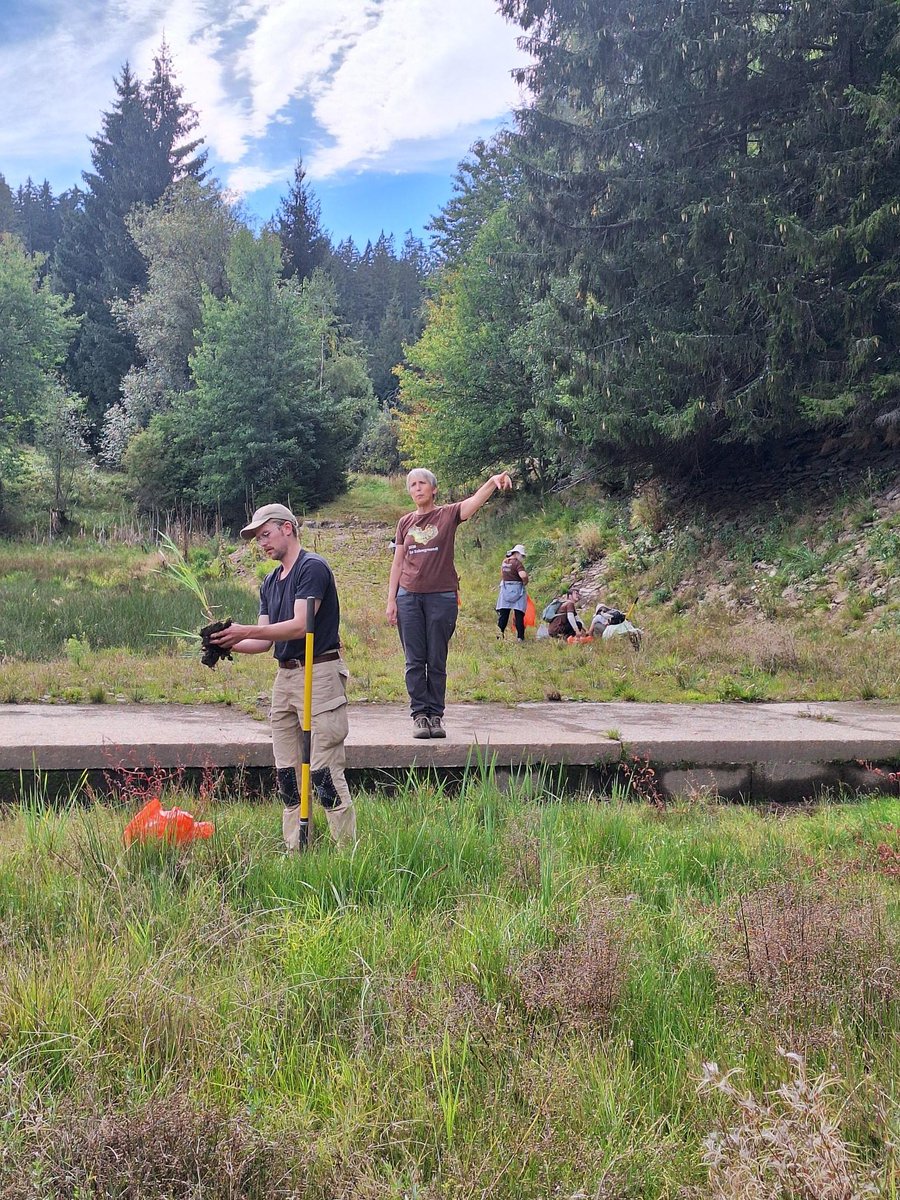 ExFuMo1's tweet photo. The 3st day of #GoBelowground course of belowground functional ecology #Carbohydrates #Storage #StorageOrgans #Clonality #Rhizome #Buds #Stolone #Traits #Economy #Strategy Curiosity always wins😀 #ExFuMo
@Akademie_ved_CR
@IBOTCZ
▶️https://t.co/uZ3StdzXEJ https://t.co/5agfvnNQDL
