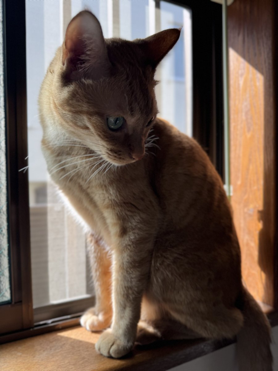 8hachi666's tweet photo. お留守番は任せたぞ🐈‍⬛🐈
ということで久しぶりの海外楽しみ🥳荷造りいつもながら出発前に適当にしたけどパスポートとクレカあればどうとでもなるっしょ！！
てことでまずはタダカレー＆タダビールで整えます✌🏽 https://t.co/pqwofKljIm