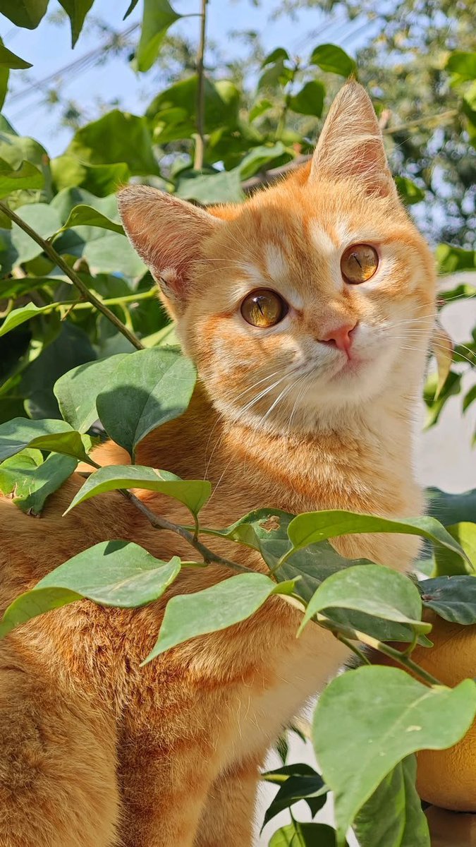 Haniaafus's tweet photo. Cute cat https://t.co/i9yP8LTYyz