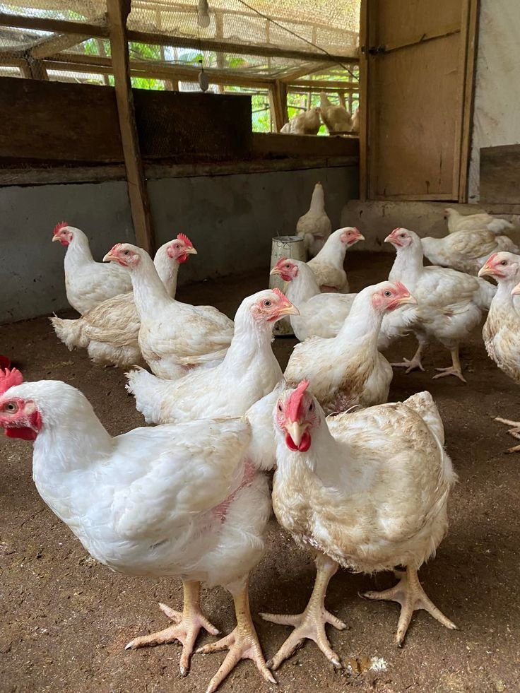 monaerima's tweet photo. Broilers for sale 
9wks 
Price ranging from 8k to 10k
Location kaduna kurmin mashi https://t.co/M3cDBolX21