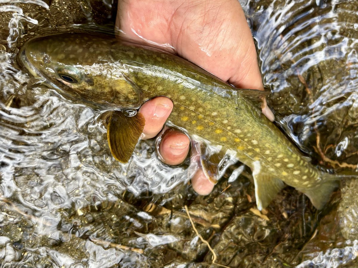 tencho_last1997's tweet photo. 花巻のシェフと毎年恒例になっている秋の大遠足釣行🍂🍁🎣
水量が多く遡行はキツかったけど2人とも大満足の釣果🐟✨😊
#exts46ul
#exts464ul
#awayco40s
#otts_bill50s
#extreme_山女魚ネット https://t.co/r9CMnWhhuo