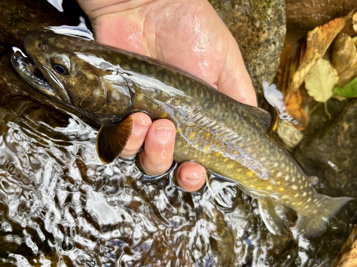 tencho_last1997's tweet photo. 花巻のシェフと毎年恒例になっている秋の大遠足釣行🍂🍁🎣
水量が多く遡行はキツかったけど2人とも大満足の釣果🐟✨😊
#exts46ul
#exts464ul
#awayco40s
#otts_bill50s
#extreme_山女魚ネット https://t.co/r9CMnWhhuo