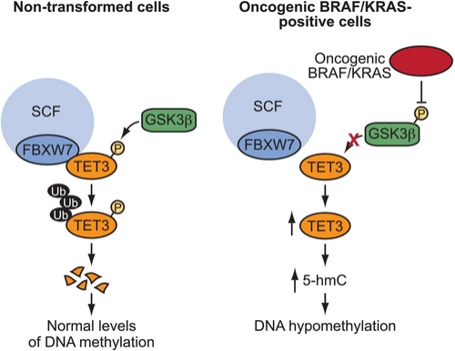 jcaopl's tweet photo. ✨#CancerScience 9/2026 ハイライト論文紹介✨

Oncogenic BRAF and KRAS Promote Global DNA Hypomethylation Through a Directed Pathway That Upregulates TET3

Ichiro Onoyama1,2

1: Department of Molecular, Cell and Cancer Biology, University of Massachusetts Chan Medical School, Worcester, Massachusetts, USA.
2: Department of Gynecology and Obstetrics, Kyushu University Hospital, Fukuoka, Japan.

がんはDNA配列の変化だけでなく、遺伝子の化学修飾によっても発展します。その1つであるDNAメチル化では、過剰なメチル化ががん抑制遺伝子を抑制する仕組みはよく知られていますが、ゲノムの広い領域でメチル化が低下する分子機構についてはほとんど明らかになっていません。
本研究では、がんドライバー遺伝子BRAFおよびKRASが広範なDNA低メチル化にどのように関わるかを、遺伝子改変マウスおよび肺がんモデルマウスを用いて調べました。その結果、BRAFおよびKRASの活性化はGSK3β活性を抑制し、DNA脱メチル化関連タンパク質TET3の分解を抑えることで、DNA脱メチル化を促進することがわかりました。つまり、ゲノム広域でのDNA低メチル化は、BRAF・KRAS・TET3による協調的なプロセスであることが明らかになりました。TET3の増加や関連するDNA変化は、がん発生初期の指標や予防戦略の有望な標的となり得ると考えられます。

📄論文URL
https://t.co/0UaUEFotGz

📖In this issueのURL
https://t.co/B6AWE84eEb

#BRAF #KRAS #DNA_demethylation #epigenetics #DNA_hypomethylation #TET3 
#日本癌学会 #JCA #がん研究