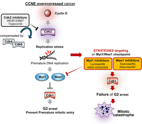 jcaopl's tweet photo. ✨#CancerScience 9/2026 ハイライト論文紹介✨

Targeting Cell Cycle Vulnerabilities in Cancers: Emerging Strategies for Therapeutic Development

Nana Kamakura1, Toru Hirota1

1: Division of Experimental Pathology, Cancer Institute, Japanese Foundation for Cancer Research, Tokyo, Japan

本総説は、細胞周期制御とDNA損傷応答におけるがん特異的な脆弱性を利用する新たな治療戦略をまとめたものです。がん細胞は増殖・分裂シグナルの恒常的活性化やチェックポイント制御の喪失により急速に増殖しますが、このことが特定の経路への依存性を高め、特有の脆弱性（弱点）を生み出す結果となっています。
著者らは、がん細胞が細胞分裂、DNA修復、細胞周期を担う特定のタンパク質に依存している点に注目しています。既存薬の一部はすでにこれらのタンパク質や経路を標的としており、さらに遺伝子編集技術で腫瘍特異的な脆弱性を特定する研究も進んでいます。
がんの旺盛な増殖そのものが弱点を生むことを示しており、すべての分裂細胞を攻撃するのではなく、がん細胞が依存する生存戦略を標的とすることで、より精密で副作用の少ない治療が可能になると考えられます。

📄論文URL
https://t.co/ACsQ7M98l4

📖In this issueのURL
https://t.co/B6AWE84eEb

#cdk #cell_cycle #checkpoint_kinase #mitotic_kinase #synthetic_lethal #vulnerability
#日本癌学会 #JCA #がん研究