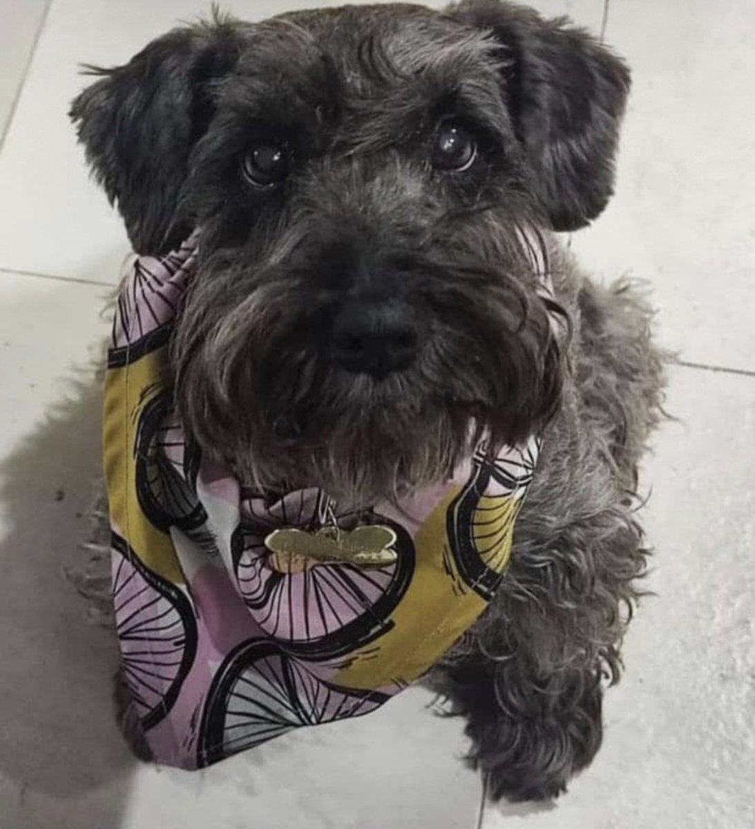 CAPM1504's tweet photo. Acabe de enterrar a quien fue mi compañia por más de 15 años.... Te amo mi princesa, gracias por tanto! Sanaste cosas que no rompiste, solo me diste amor y me quedo con tú mirada tierna y amándote cada día más 🌈🐕💔 https://t.co/84jukVhaza