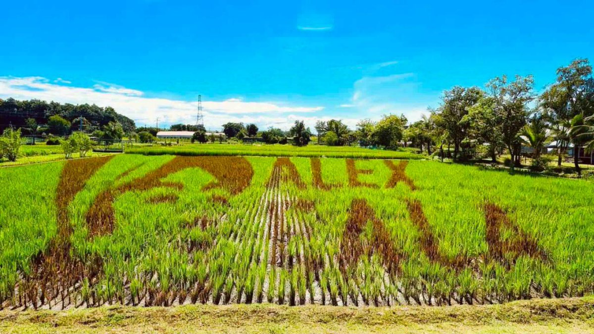 DWAR1494's tweet photo. Pinarangalan ng Philippine Rice Research Institute si Alex Eala sa pamamagitan ng malaking paddy artwork sa kanilang campus sa Science City of Muñoz, Nueva Ecija.

Courtesy: PhilRice https://t.co/05MIbvuGrW