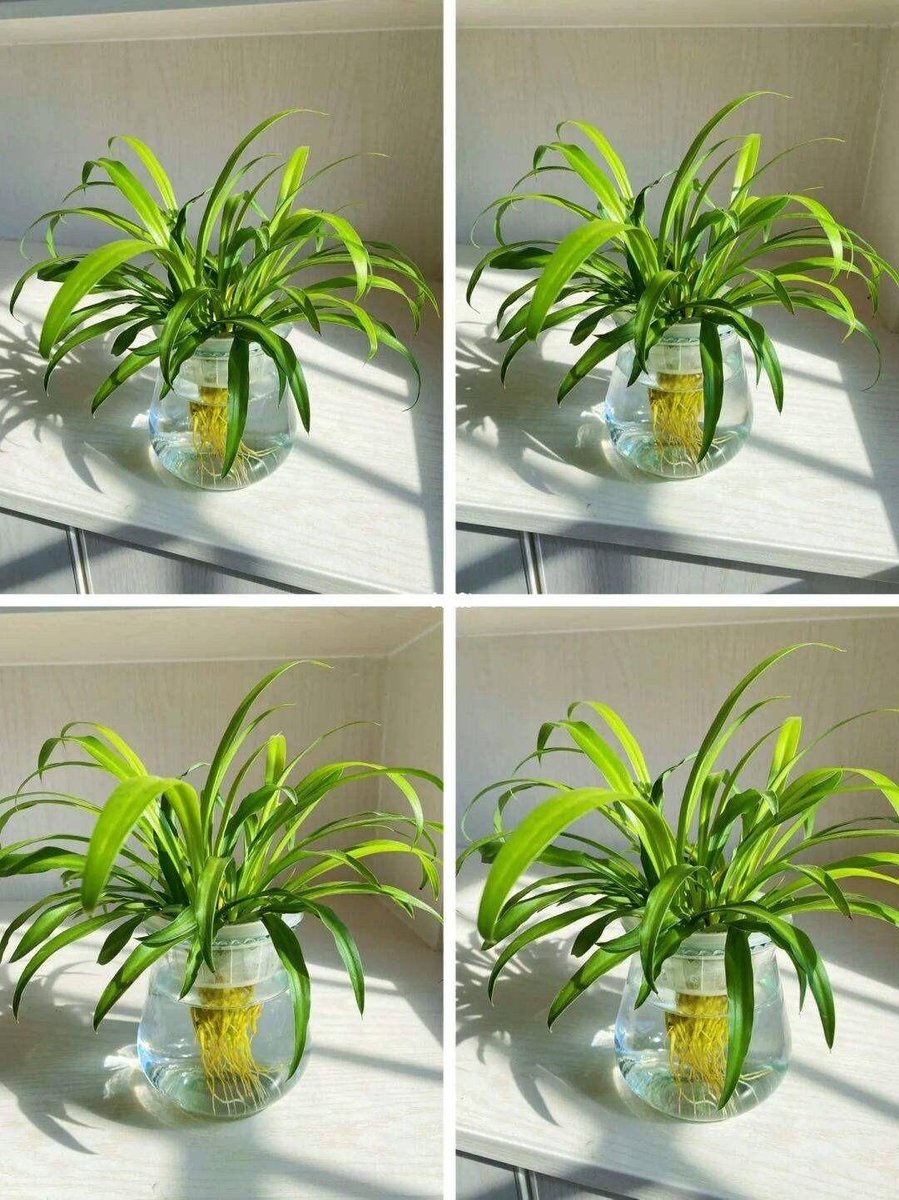 toffg303856's tweet photo. Just got the best surprise in the mail!  Unboxing a long-awaited plant I’ve been eyeing for months—crossing my fingers it’s in perfect condition! https://t.co/XQxbigUFaM