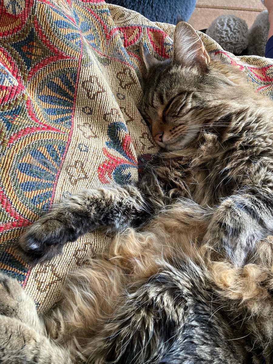 Helen_frankl's tweet photo. @PickliciousF After my snoozle I should be ready😻#ShowMeYourAutumnFloof https://t.co/cCjpTI8ZWW