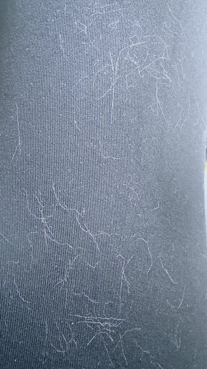 Sando_2Punkt0's tweet photo. Katze schmusen mit Leggings hat doch Nachteile.., 🙄 https://t.co/L25Bok8azl