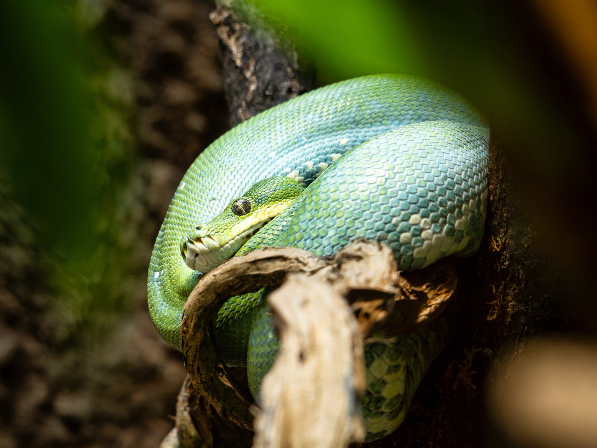 MarcoCierley's tweet photo. Reptile love https://t.co/v7a3L4l5RZ