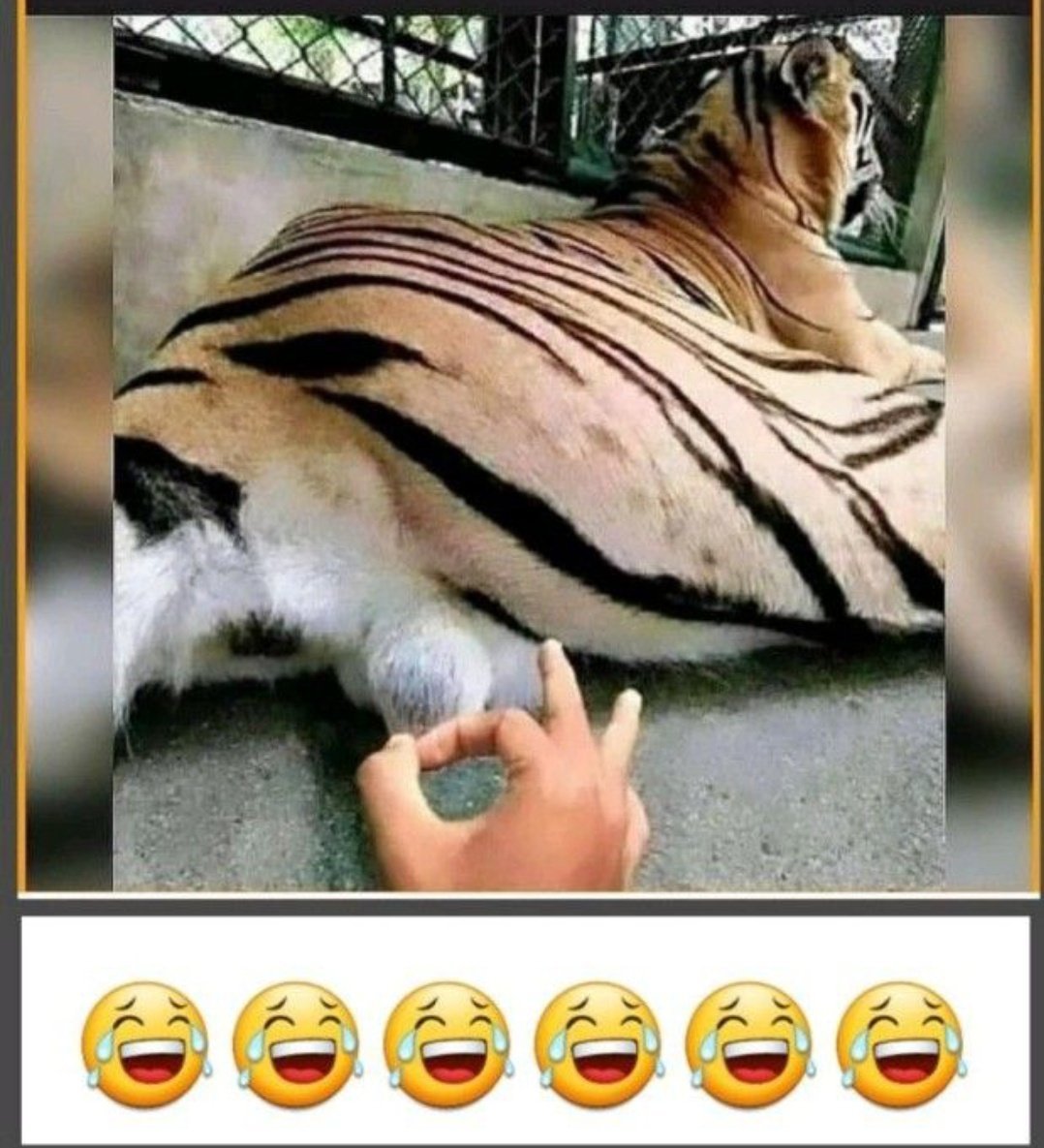 Rahulkaran88022's tweet photo. @tigertwting And if he try to do this to you? https://t.co/f5ZpBWGnlW