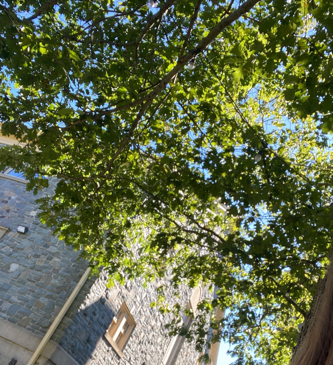 zoladekk's tweet photo. I am one with the trees https://t.co/6OXQYBKM1c