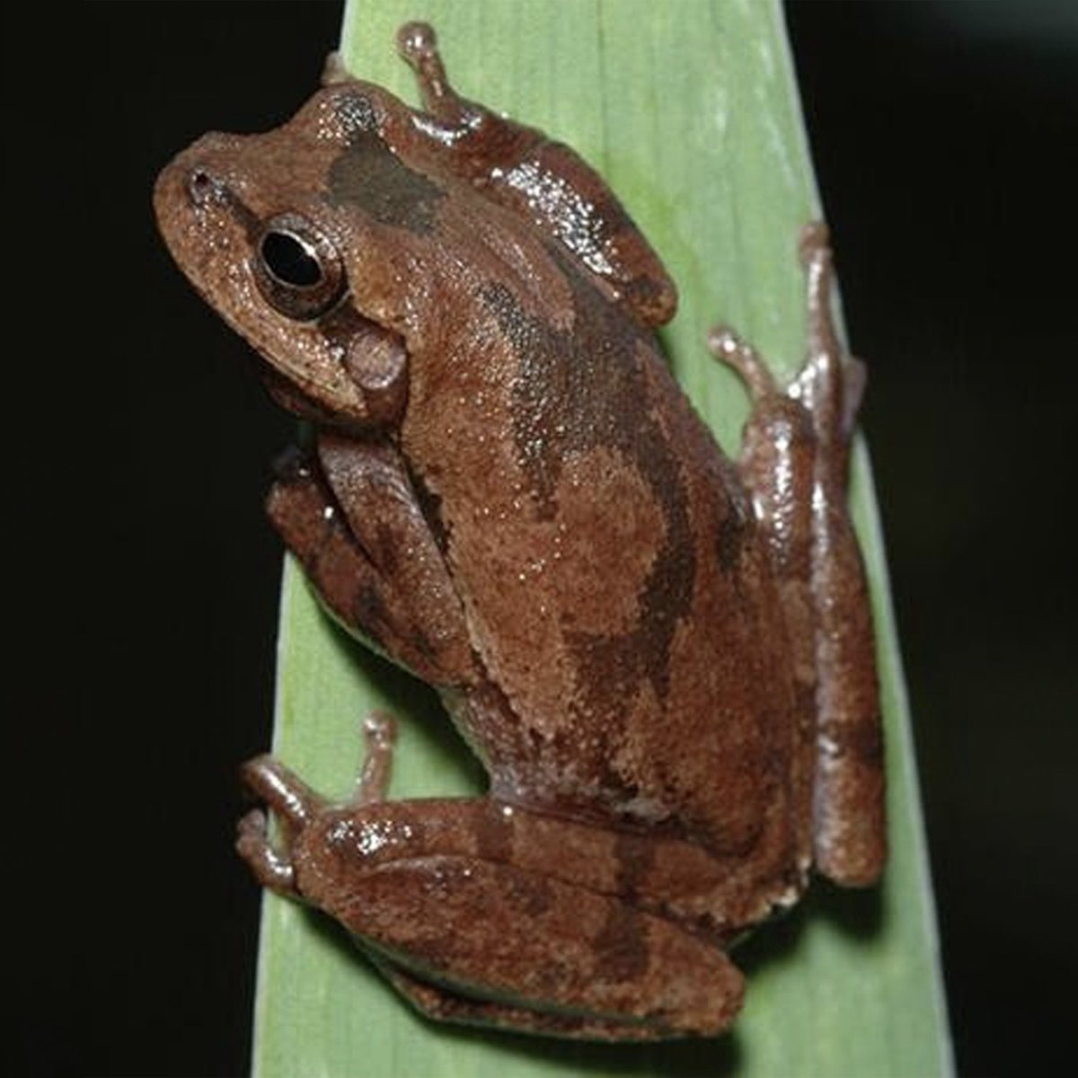 WRL_VA's tweet photo. 🐸 Did you know #Virginia is home to 27 species of #frogs &amp; toads? These #amazing amphibians help control insects, support other wildlife, and contribute to healthy ecosystems. 

Learn more about Virginia’s frogs + how to identify them! 👉 https://t.co/1EBKaT47oQ https://t.co/gcrSFWd5NL