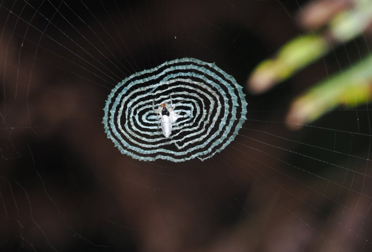 FritillaryLilly's tweet photo. #Spider webs and sacs. #Indonesia #arachnids #spiders #arachnology #ento #Entomology #invertebrates #natureBeauty #MotherNature #wildlife #TwitterNatureCommunity https://t.co/z8fzCtOjgp