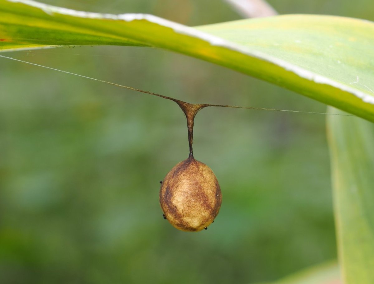 FritillaryLilly's tweet photo. #Spider webs and sacs. #Indonesia #arachnids #spiders #arachnology #ento #Entomology #invertebrates #natureBeauty #MotherNature #wildlife #TwitterNatureCommunity https://t.co/z8fzCtOjgp