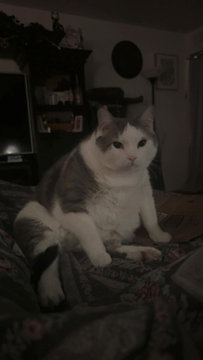 Ashnekoai_'s tweet photo. A judgmental Dumpling has appeared >:3 https://t.co/RQdGAs9IiH