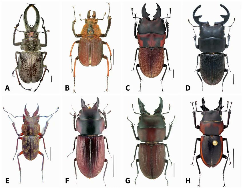 insectech's tweet photo. An updated checklist of Lucanidae of Peru
ペルーのクワガタムシ科の最新チェックリスト
https://t.co/5miXX6XaAq

1亜科3族14属に分類される 47種（1亜種を含む、南米第2位） が含まれており、そのうち 34種はペルー固有種 である
*1位ブラジル

上記リンクからDL full-text PDFをクリック https://t.co/6Lesc0AibU