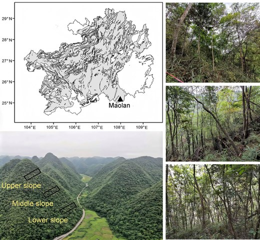 JPlantEcol's tweet photo. The study collected #morphologicaltrait data of all woody plants with a breast height diameter ≥ 1 cm in the #karstgeomorphology in southwestern China, and analyzed their correlation and #variationcharacteristics.
#primaryforest
https://t.co/Z7LGhk8t9v https://t.co/E3rmBOexhM