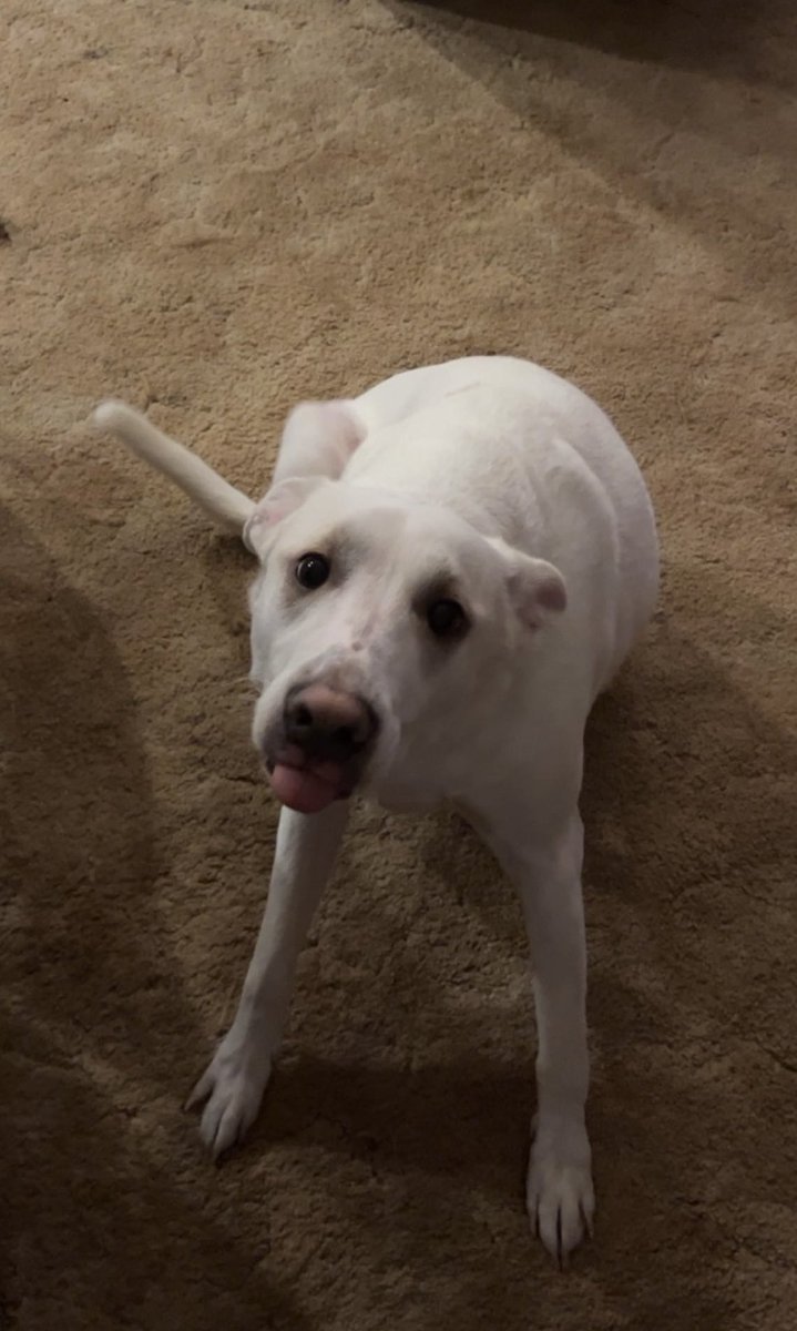 Walbre_Wyrm's tweet photo. @omgloidy Have a mid-scratch doggo picture to hopefully help with the sadness🫶 https://t.co/aLFKF4ZmqA