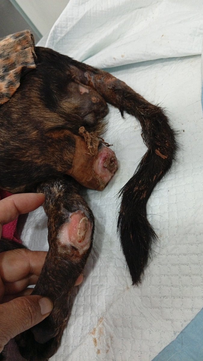 JazminArevalos2's tweet photo. Ayuda x favor,tiene  fractura expuesta y un muñón con gusanos ,la interne primer y después publique x que era urgente,vino desde Villeta ! Cualquier ayuda x favor! Analisis internación, medicación,elDr va evaluar su situación para ver cirugía.Rpst x favor 🙏 https://t.co/EFxTnp6RZi