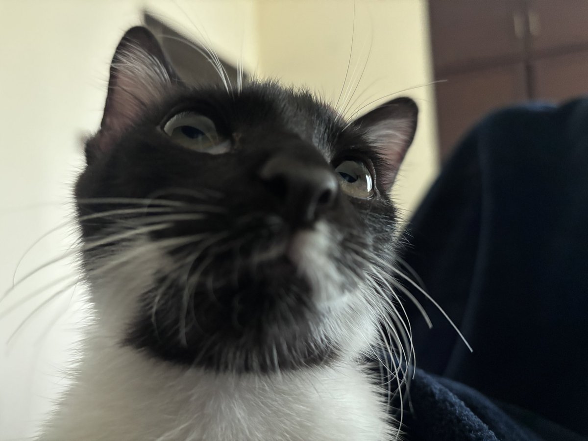 ReviveOmega's tweet photo. This is my little man Fungus. He was ridden with ring worm when I adopted him at 3 weeks and seeing him do so well at 5 months makes me so happy https://t.co/mYp5JLGnhL