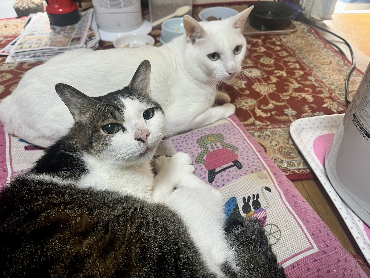 KOMAhappygiving's tweet photo. 💩にムシ（瓜実条虫）が居たので２匹とも病院に連れて行ってきました。
１匹ずつ籠（ケージ）に入れて２往復。

#ネコ #猫 #居候ネコ #預かりネコ https://t.co/qfDci1j3Pz