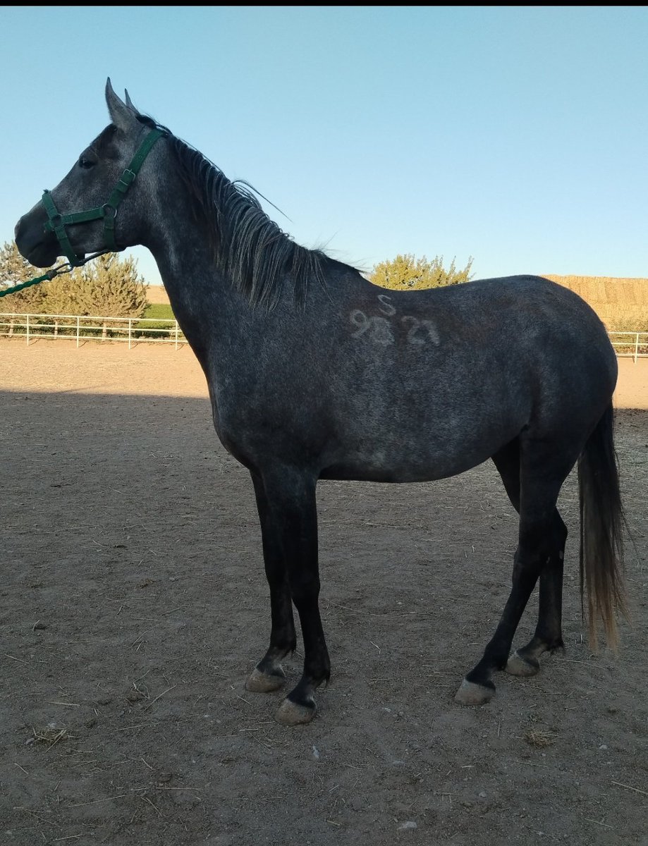 FethiKarata7's tweet photo. RODE KIZI
15.05.2026 DENİZİM DEN GEBE
Deniz efe pedigresine sahip olmak isteyen değerli atçılarımıza sunulmuştur.
Kalite tesadüf değildir.!!!! https://t.co/hyqkMDSl3k